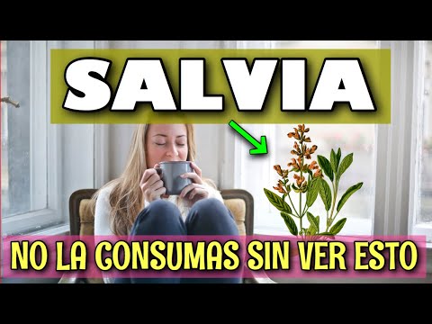 😍 SALVIAS PARA que SIRVE 🙌 10 BENEFICIOS [GENIAL] 😁 Salvia officinalis