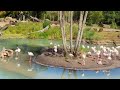 Kilimanjaro Safaris Flamingos