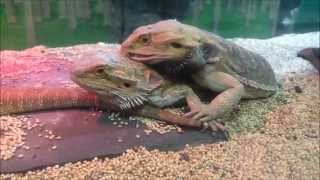 BEARDED DRAGONS MATING