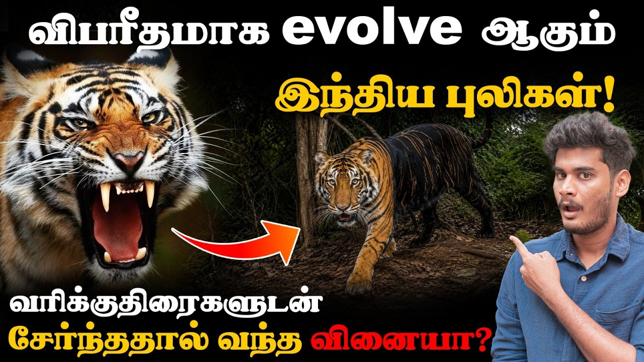 😱 அதிர்ந்துபோன விஞ்ஞானிகள்! | The Mysterious Melanistic Tiger|what is the reason behind bla
