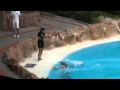 Dolphin Fish Circus