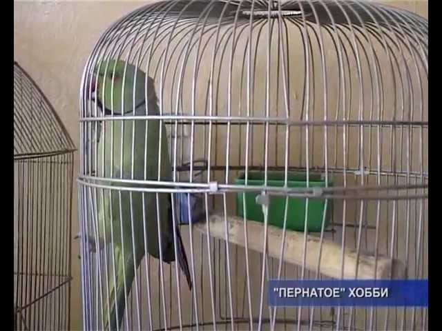 "Пернатое хобби".