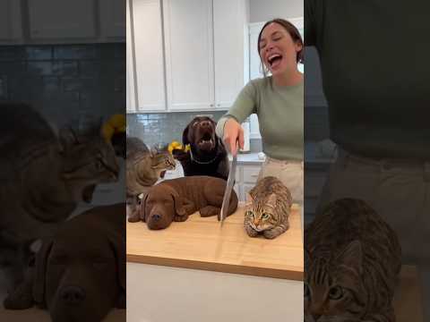 Dog & Cat LOSE THEIR MINDS When Woman Cuts Hyper-Realistic Animal Cakes 😭😱