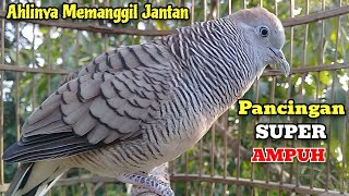 Download lagu Perkutut Betina Memanggil Jantan - Pancingan super Ampuh mp3