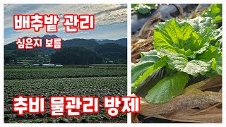 배추밭 둘러보면서 배추 방제 추비 물공급에 관해 배추 심은지 15일 [배추재배방법]