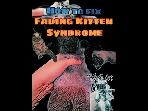 ALL ABOUT CATS / How to Fix Fading Kitten Syndrome/Exotic shorthair Lung and Heart problem