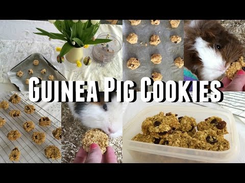 download lagu mp3 mp4 Homemade Mini Pig Treats, download lagu Homemade Mini Pig Treats gratis, unduh video klip Homemade Mini Pig Treats