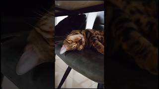 超癒し！気持ちよさそうに眠る猫【ベンガル猫】