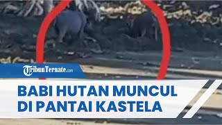 Viral Video Babi Hutan Muncul di Wisata Pantai Kastela Ternate, Perekam: Tak Lagi Hidup di Hutan