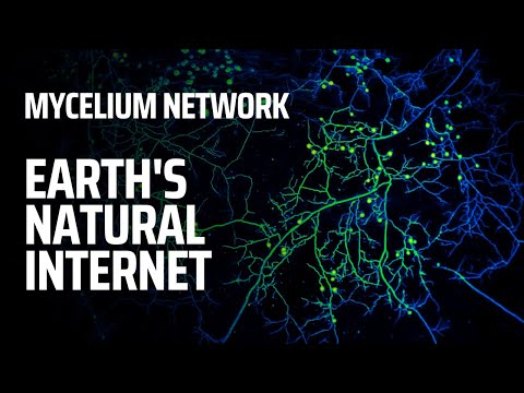 Mycelium Network - Earth's Natural Mushroom Internet