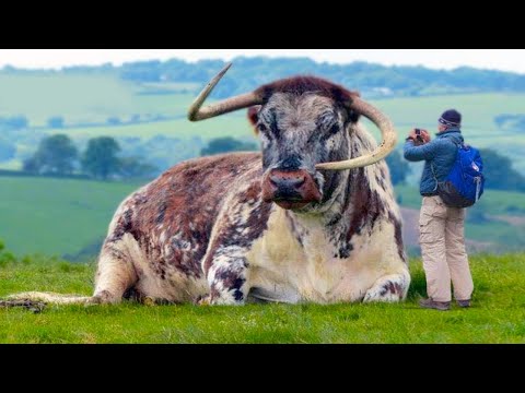 , title : '20 Biggest Bulls in the World'