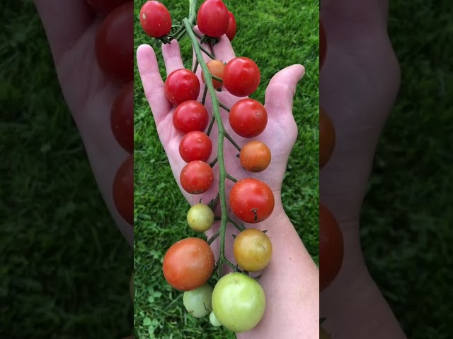 Стандарт поставки видео №1 Томат F1 Изюмчик