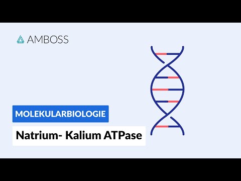 How sodium-potassium ATPase works - Biochemistry - Physiology - AMBOSS Video