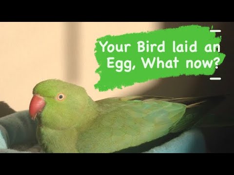 YOUR BIRD LAID AN EGG, WHAT NOW? What causes egg laying, what to do about it and how to prevent it.