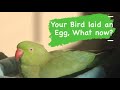 YOUR BIRD LAID AN EGG WHAT NOW What Causes Egg Laying What To Do About It And How To Prevent It