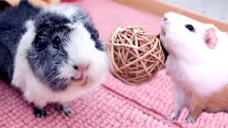 Guinea Pig Floor Time: Wheeking, Popcorning & Playing Fetch | Guinea Pig Tricks