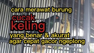 Download lagu The correct treatment for the cucak keling bird so that it can sing quickly mp3