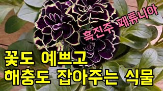 제라늄과 함께 키우면 아주 좋은 식물 페튜니아
