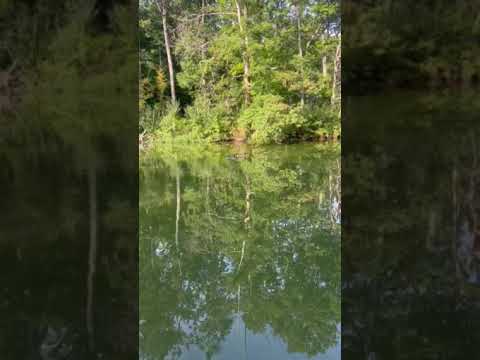 reflection of trees and ducks on water