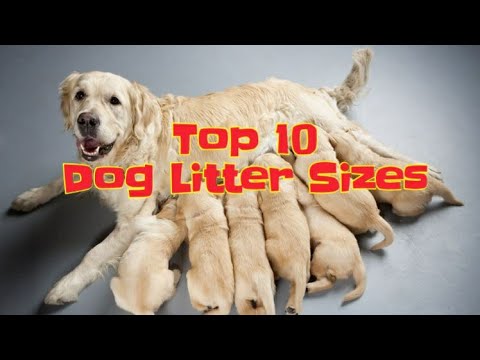 image-How many puppies are in a bull mastiff litter?