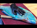 GIANT PARROTFISH Vietnam Street Food