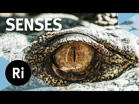 The hidden world of animal senses – with Ed Yong