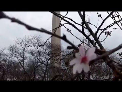 The First Cherry Blossom 2016 - On 3/13/2016 - Washington DC - 03/13/2016 .