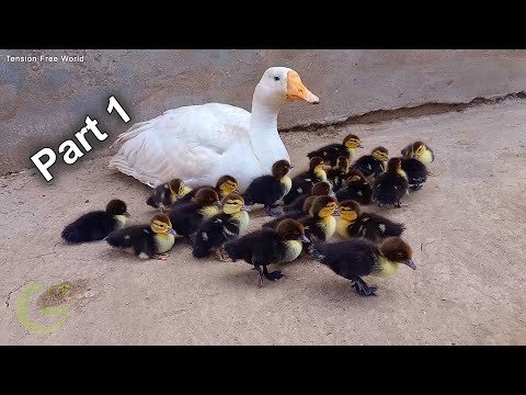 Muscovy Ducklings Growth Results Day First - New born muscovy ducklings