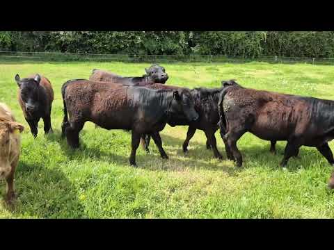 Organic Dexter Heifers - Image 2