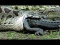 Python eats Alligator 02, Time Lapse Speed x6 ...