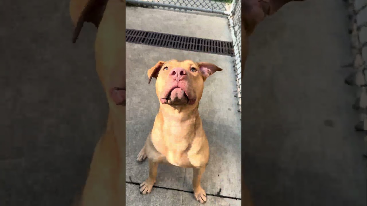 Fletcher's Video 2