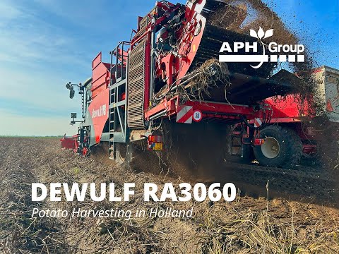 Dewulf RA3060 Potato Harvester in Action | Holland's Harvest Season