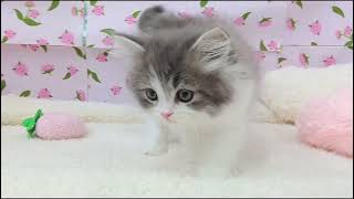 サイベリアンの動画01