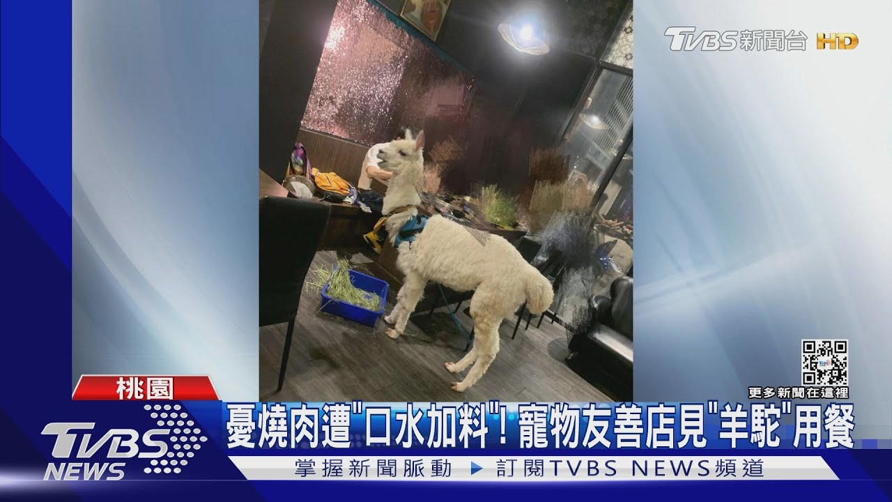 憂燒肉遭「口水加料」! 寵物友善店見「羊駝」用餐