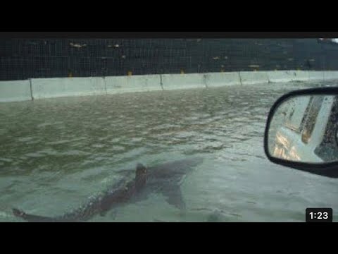 Viral Video Shows Sharks Swimming In Flooded Streets Of Fort Myers Amid Hurricane lan