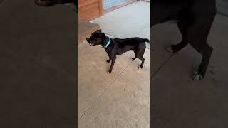 Video preview image #1 American Pit Bull Terrier-Unknown Mix Puppy For Sale in Germantown, OH, USA