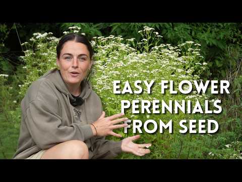Perennial Cut Flowers to Grow From Seed (Easy)