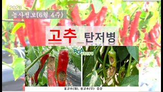 [농사정보] (6월4주)  고추_탄저병