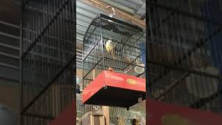 Download lagu CJ KENJI(Ady Jenggot)bali mp3 Download lagu CJ KENJI(Ady Jenggot)bali mp3