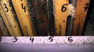 пчёлы без улья зимовка в комнате