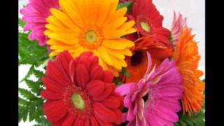 RICCARDO COCCIANTE - AMORE AMICIZIA