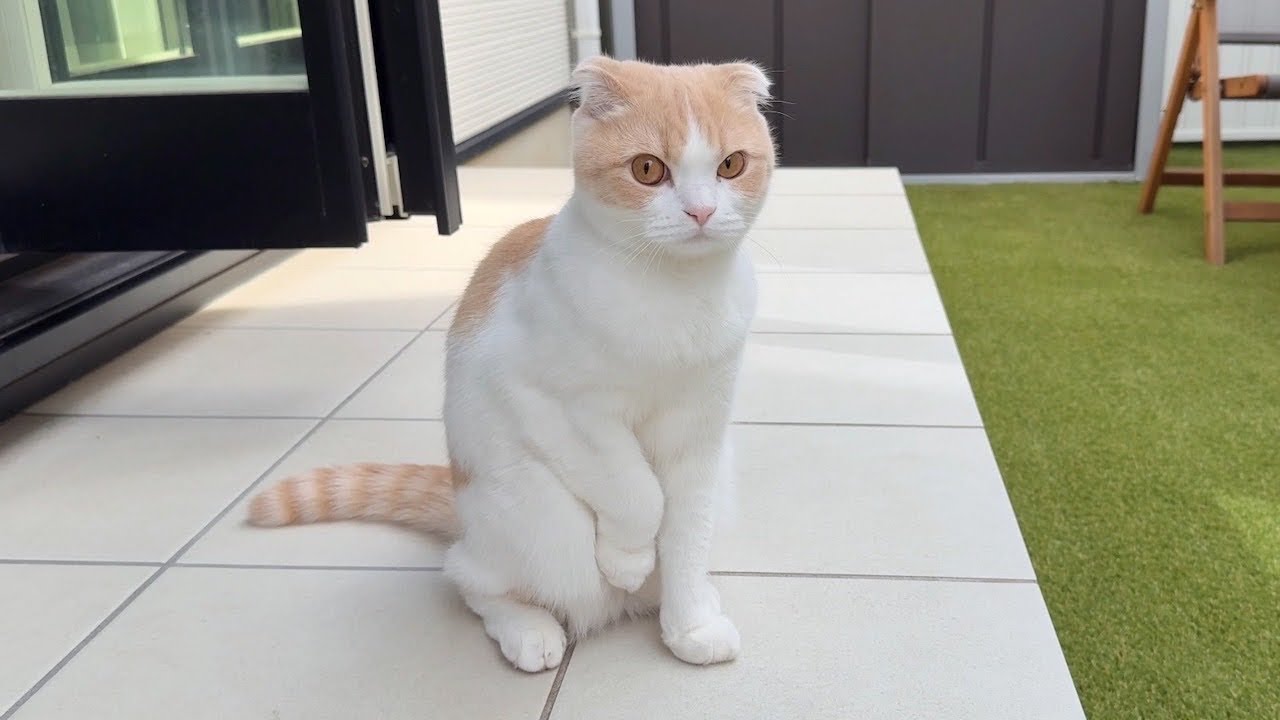 お散歩したくて庭に出たら寒すぎた猫がこうなっちゃいました…