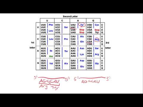 How to read a codon chart