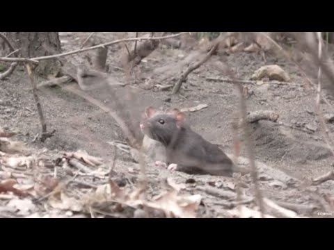 Wrocław: what to do about the rat plague?