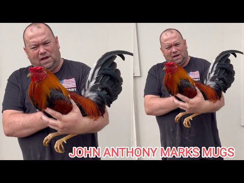 TEXAS‼️Kelso Asil John Anthony Marks Mugs Farm Beautiful Birds in Texas USA