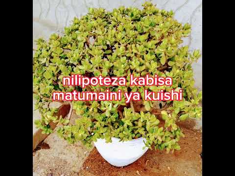 professor jay ft Walter chilambo 462(official lyrical audio)