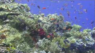 preview picture of video 'North Sulawesi Pulisan area Oct. 2011'