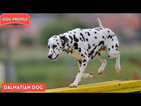 All about the Dalmatian Dog Breed - History, health,  care, lifespan & training