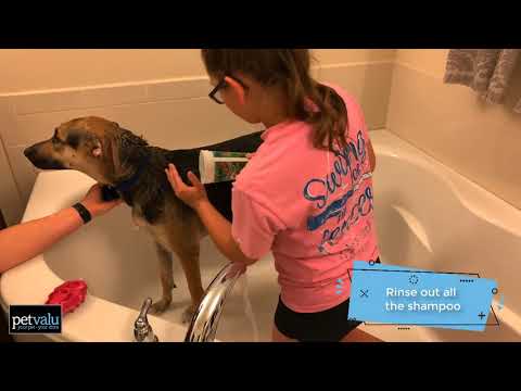 Grooming Tips: Bathing your dog at home