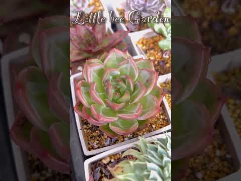 メンテナンスなしでポットに入れられた屋外の植物です。耐性のあるドワーフ・ラバテラの淡いピンク色の花です。